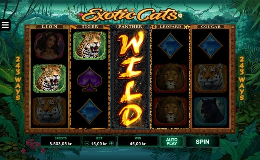 Exotic Cats Slot Bonus